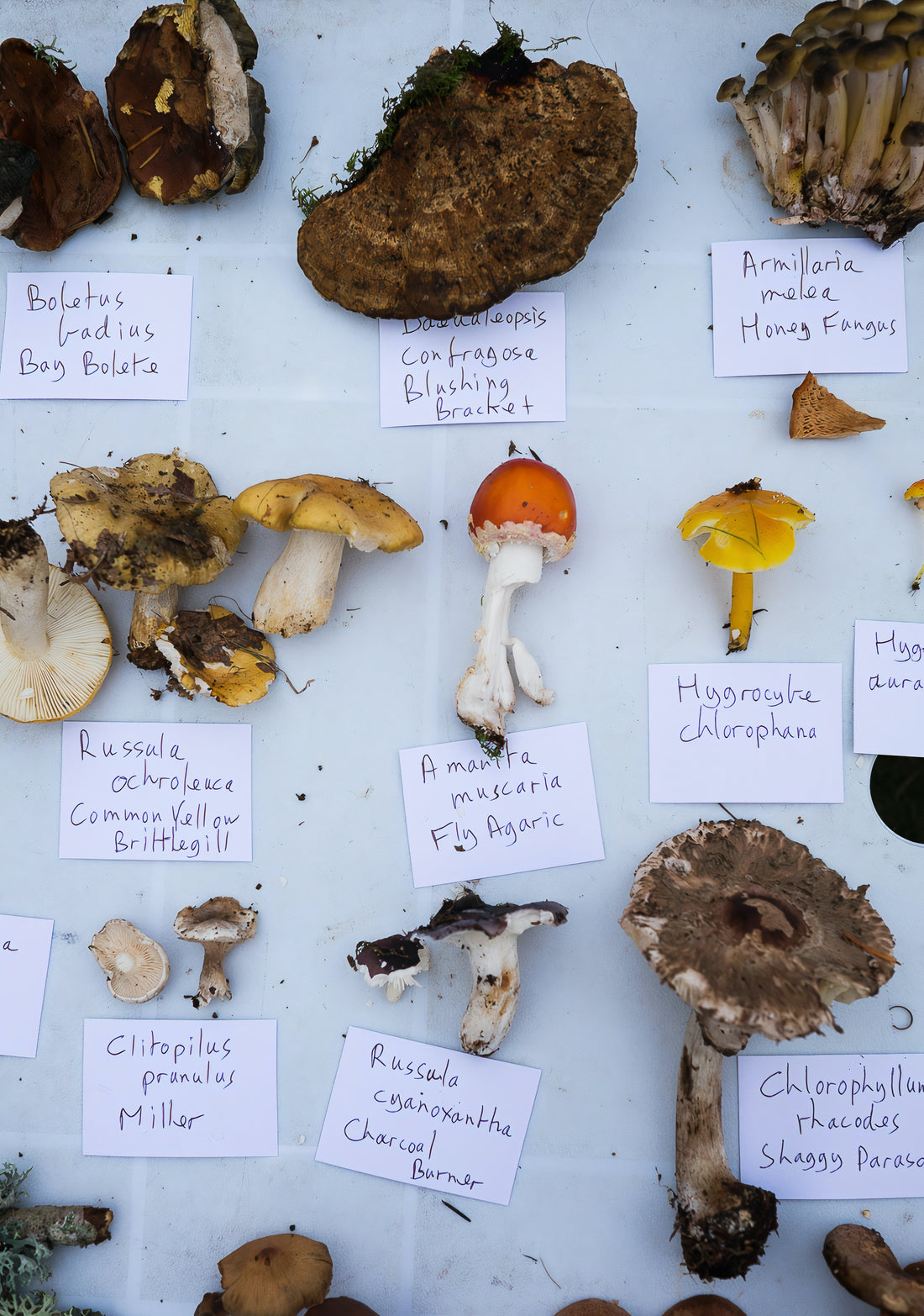 Unlocking the Secrets of Mushroom Cultivation with Shiitake Grow Logs: A Path to Fungal Success
