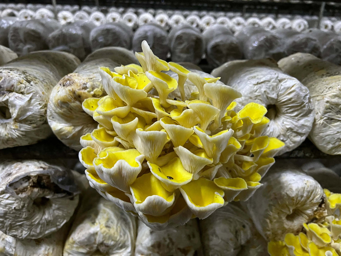 golden oysters
