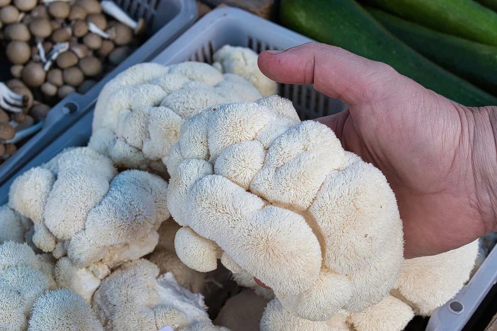 Lion’s Mane: The Brain-Boosting Mushroom You Need to Grow