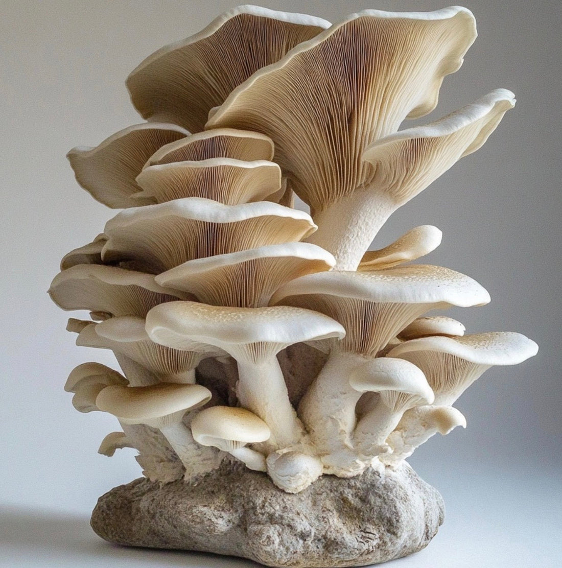oyster mushrooms on white background