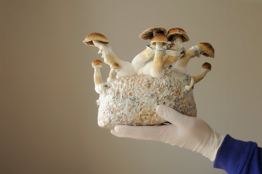 Microdosing vs Tripping: Finding the Right Mushroom Dosage with a calculator