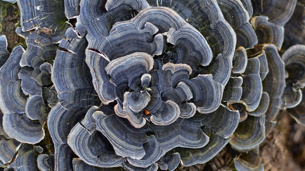 close up on turkey tail mushroom in forest