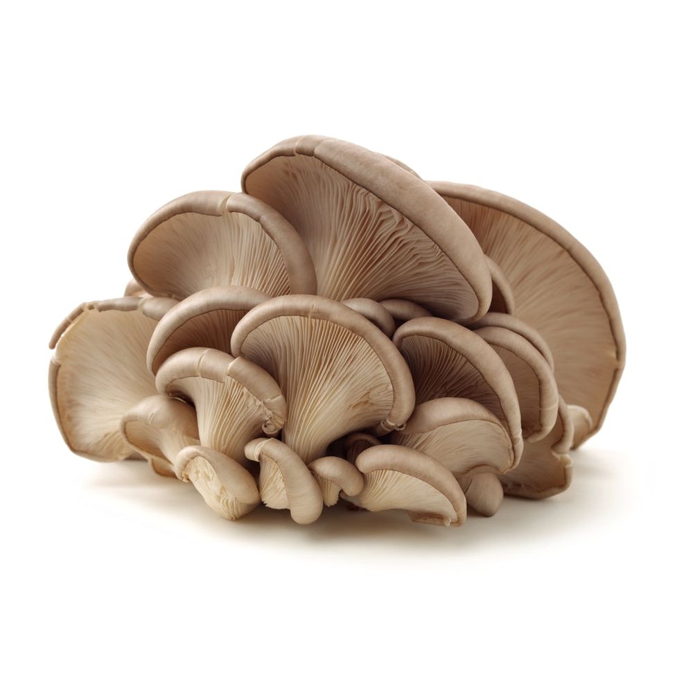 oyster mushrooms