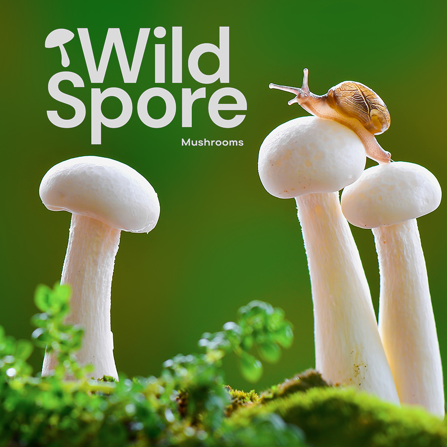 Wildspore Mushrooms Banner