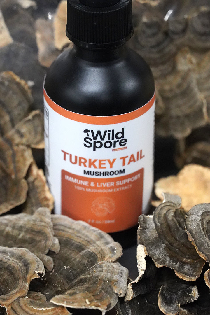 Organic Turkey Tail Mushroom Tincture