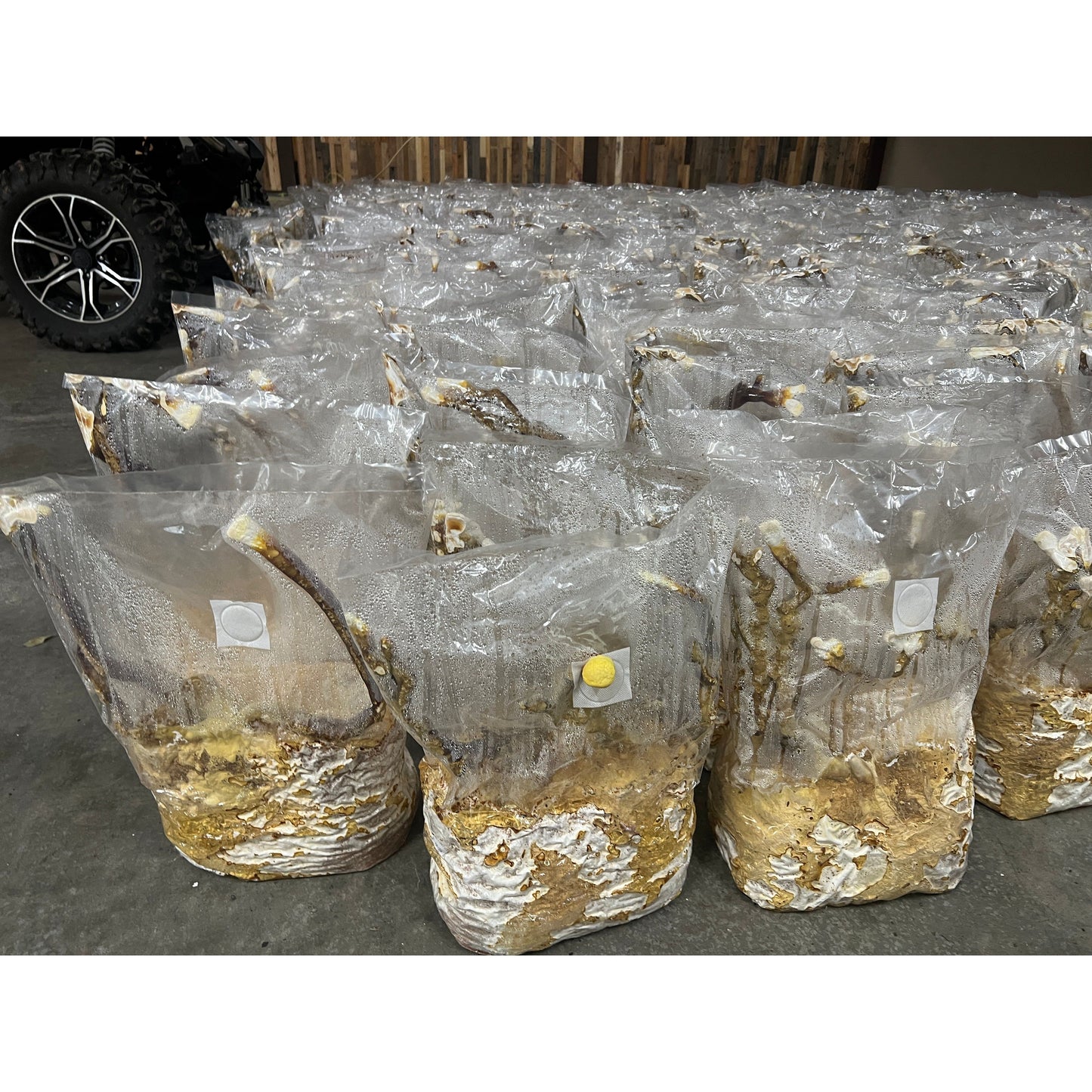 Dried Mushrooms Packaging