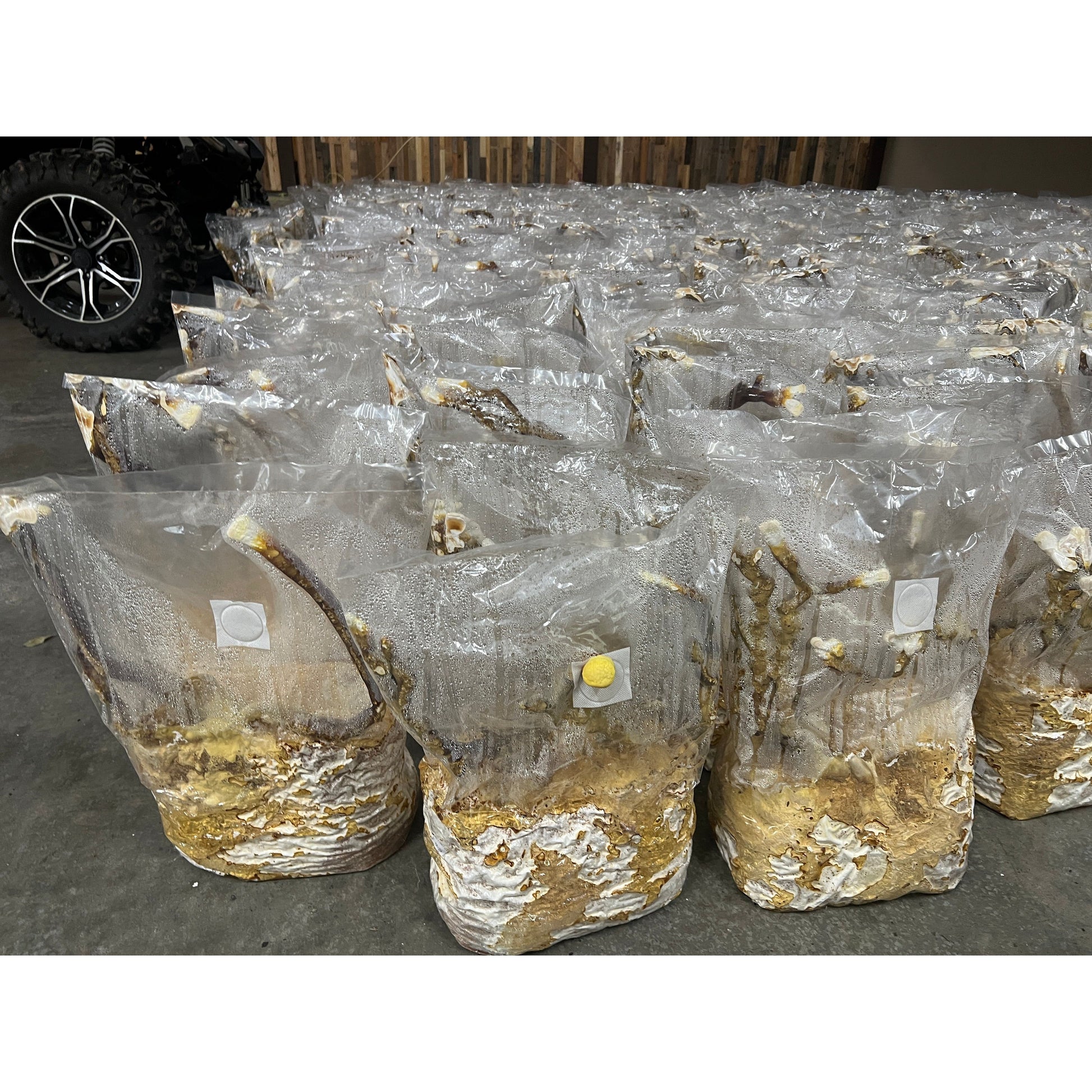 Dried Mushrooms Packaging
