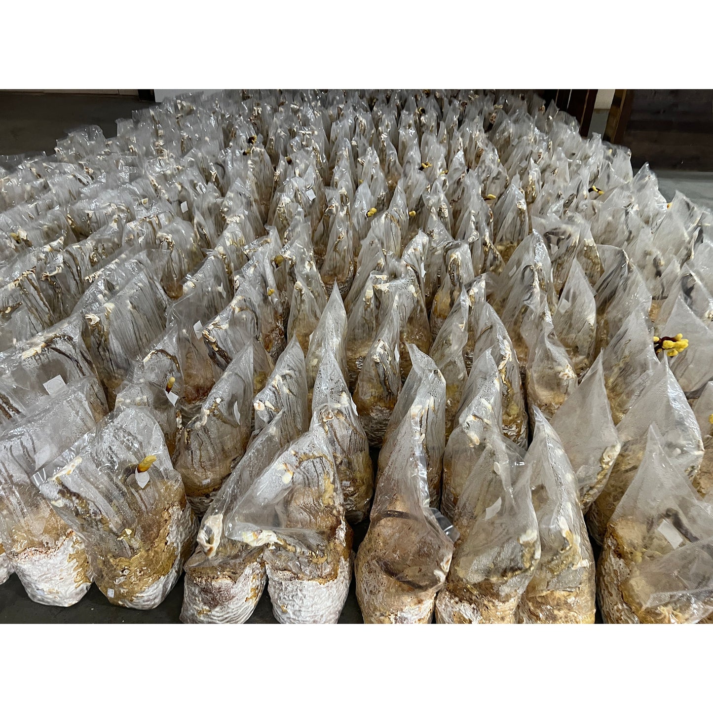 Dried Reishi Mushroom Powder Packaging