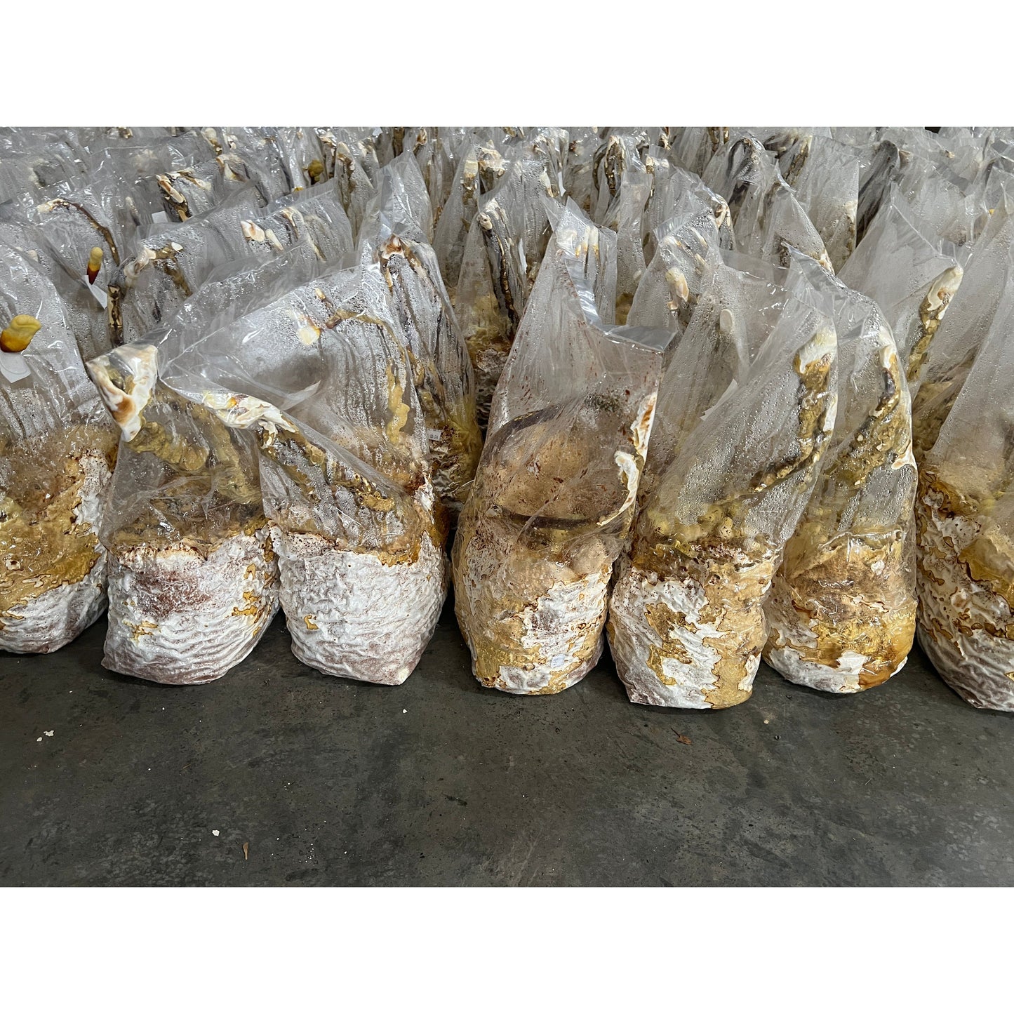 Dried Mushrooms