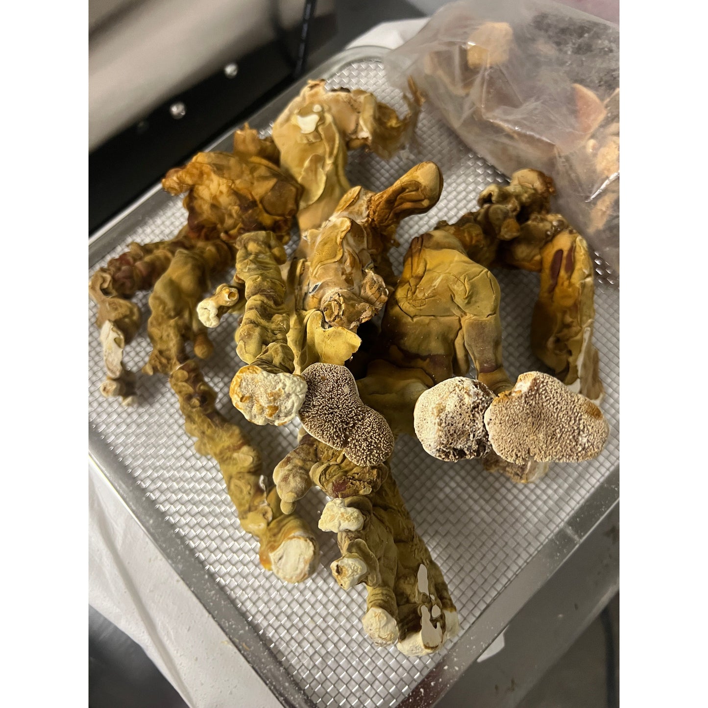 Organic Dried Reishi Mushroom Powder