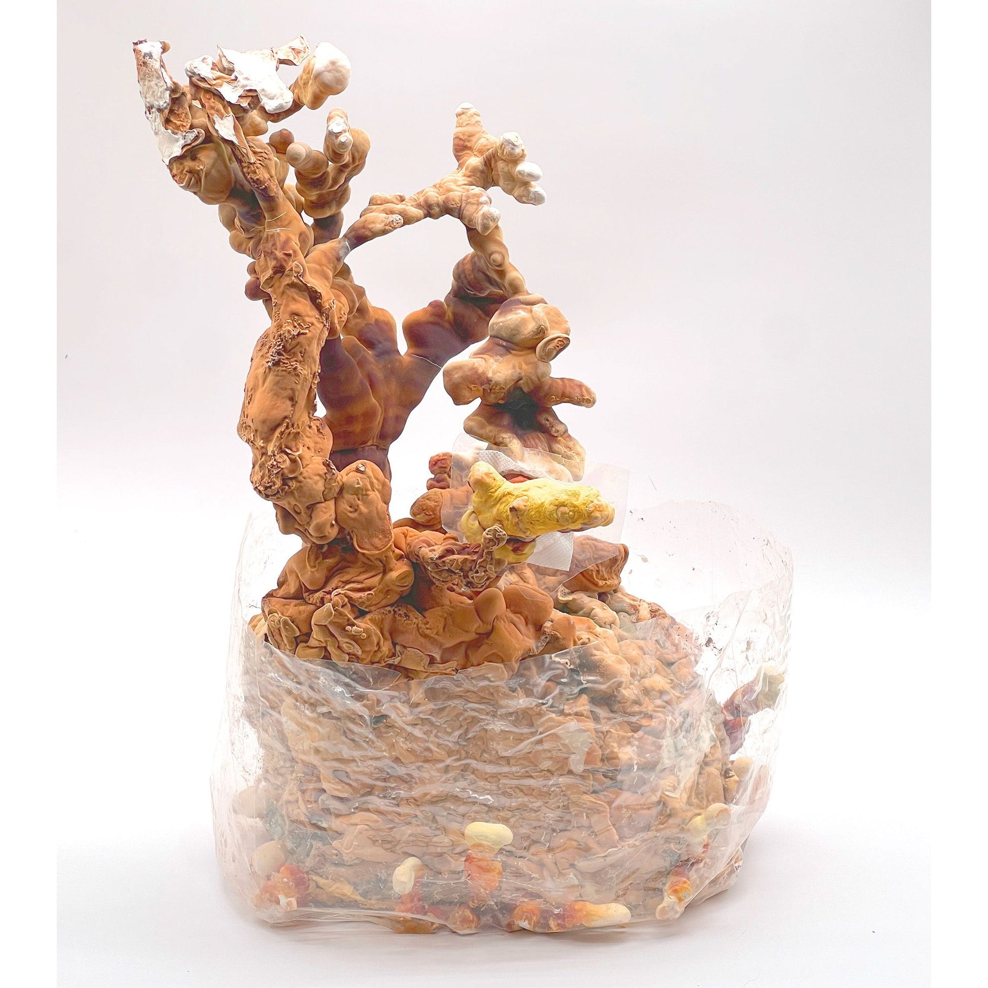 Reishi Mushrooms