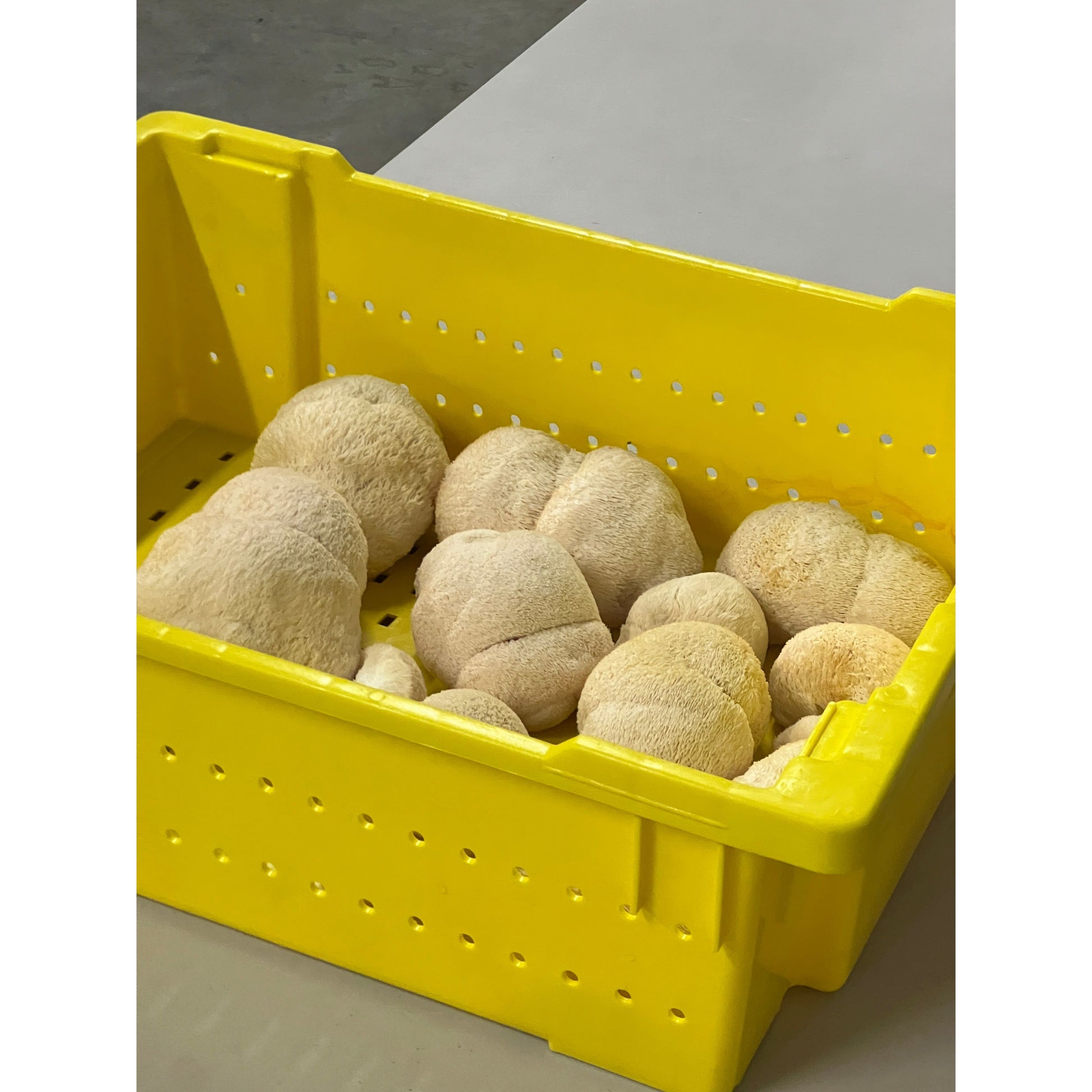 Dried Lion's Mane mushrooms in yellow box