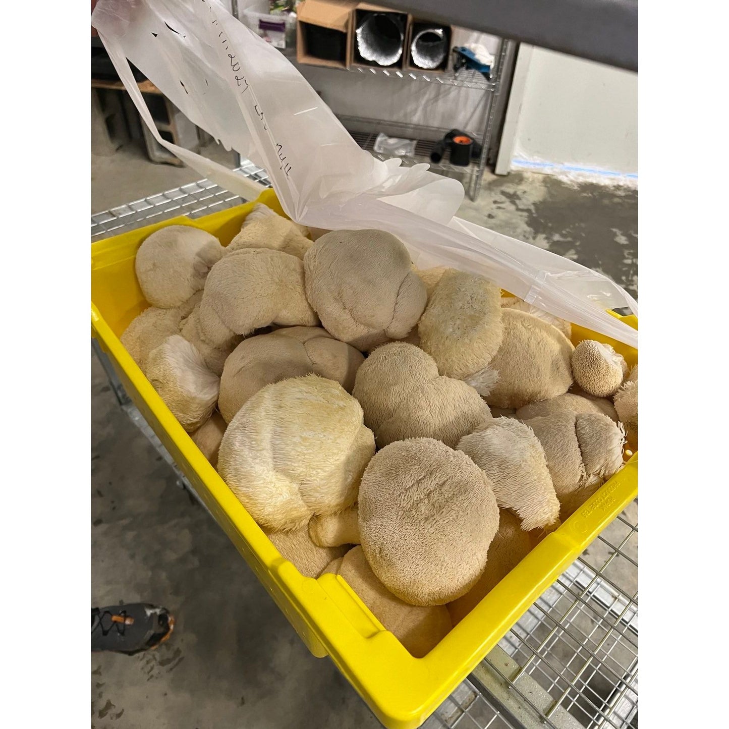 Dried Lion's Mane mushrooms in yellow box