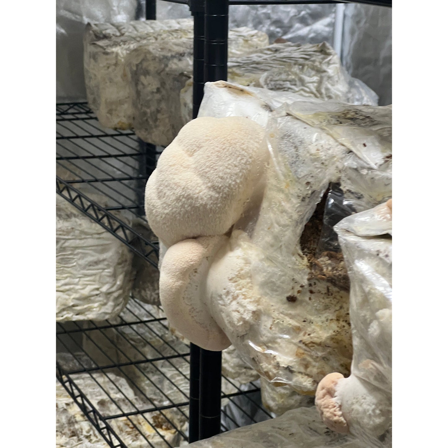 Lion's Mane Mushroom