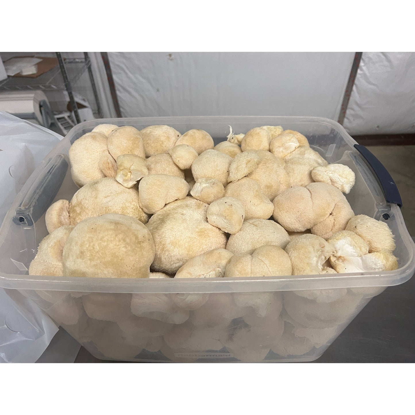 Premium Organic Lion's Mane Mushroom Powder - 100% USA Grown in Tennessee - fruiting bodies only, no mycelium