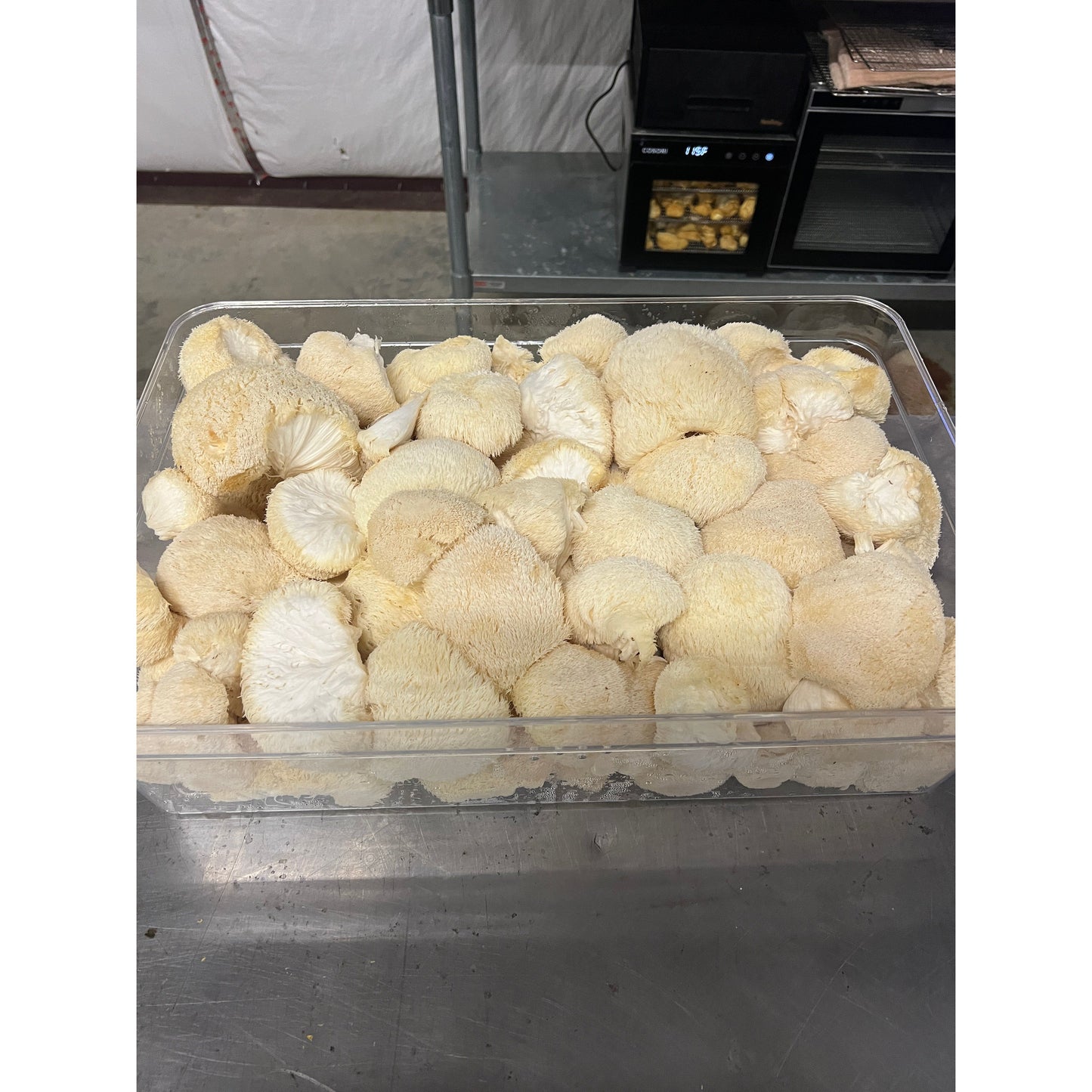 USDA Organic Lion's Mane Mushrooms