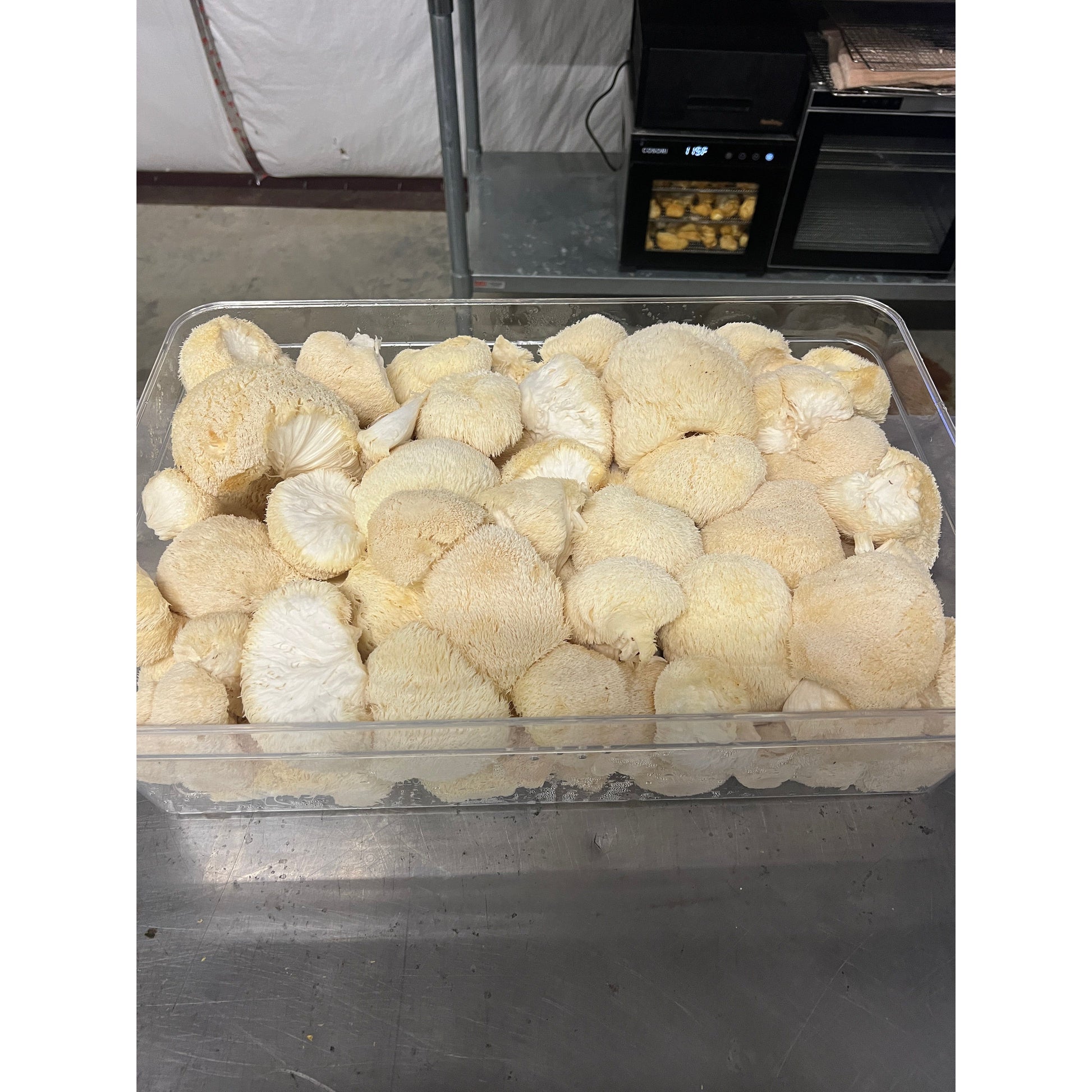 USDA Organic Lion's Mane Mushrooms