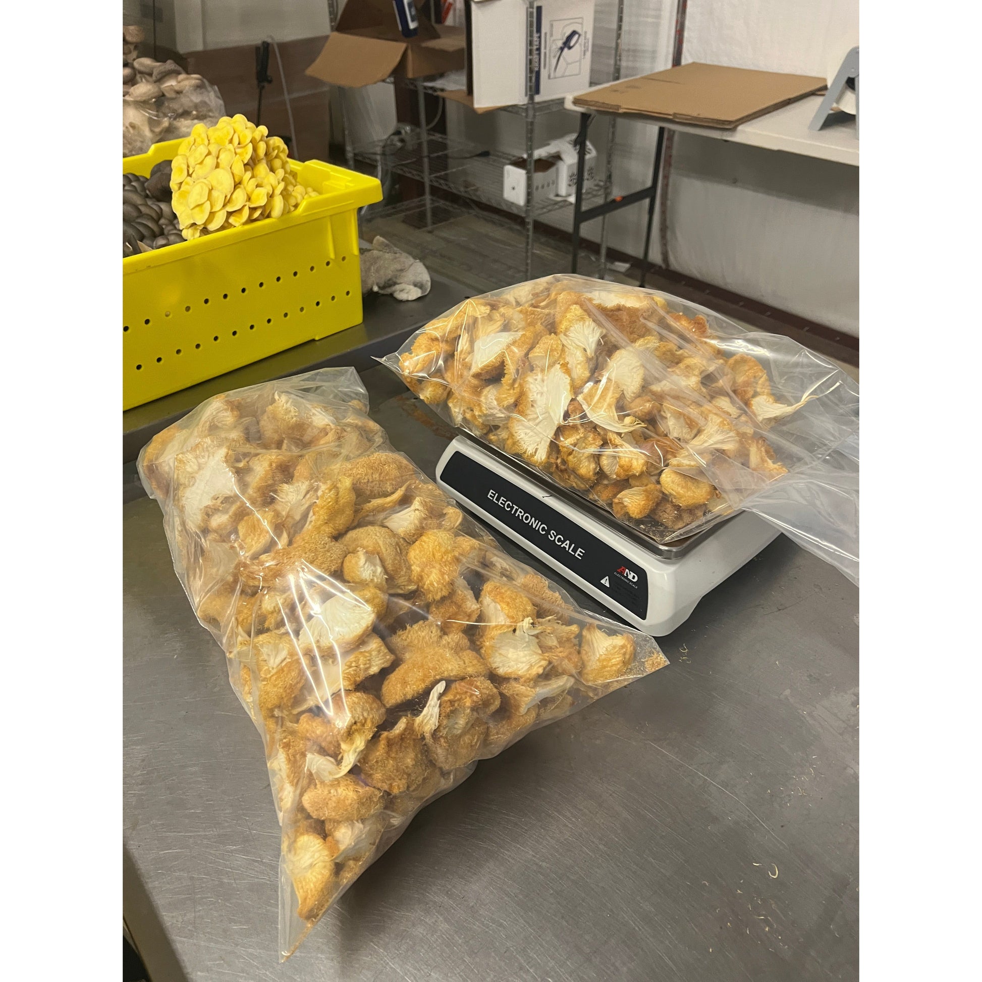 Lion's Mane Mushroom dried in bulk - 100% USA Grown