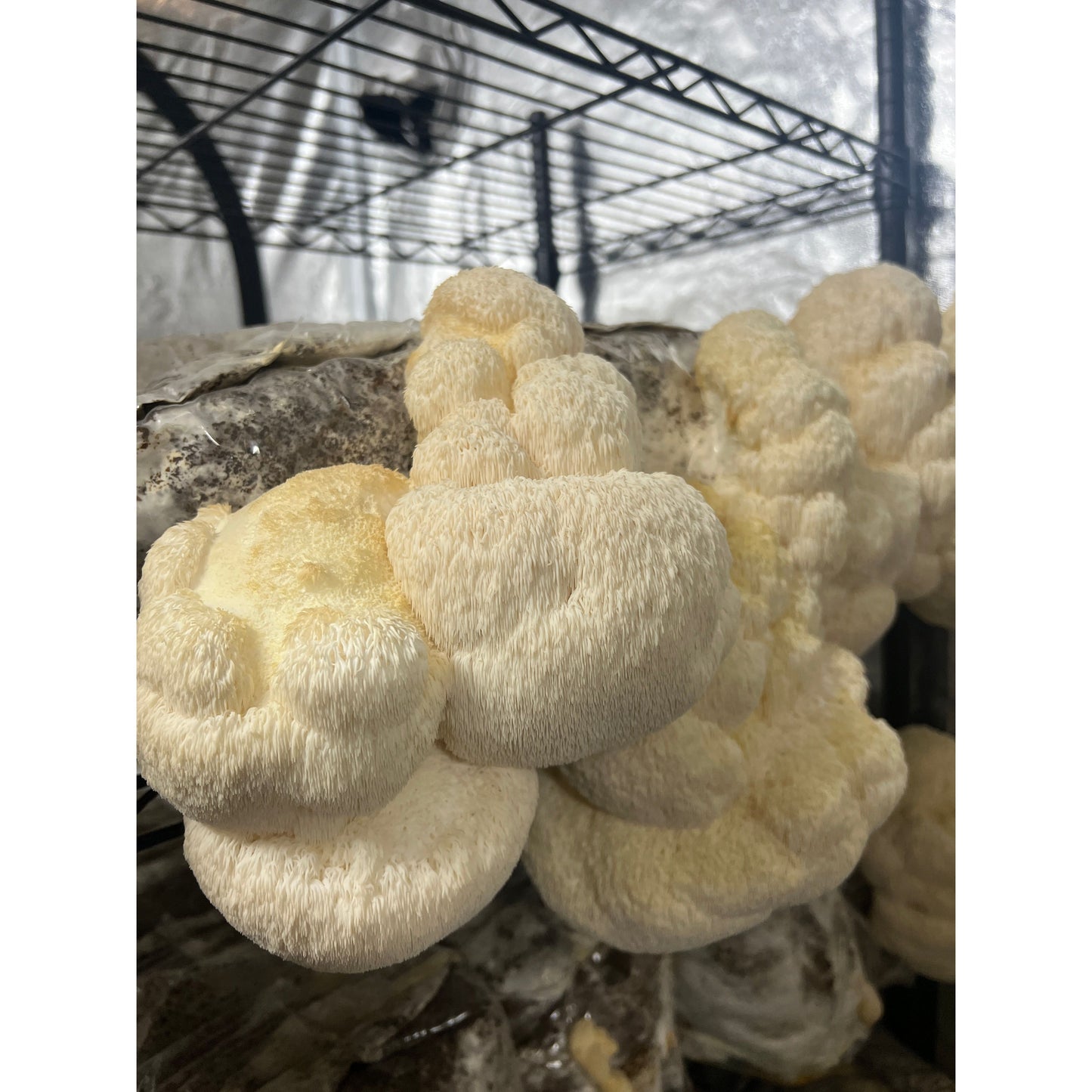USDA Organic Lion's Mane Mushrooms