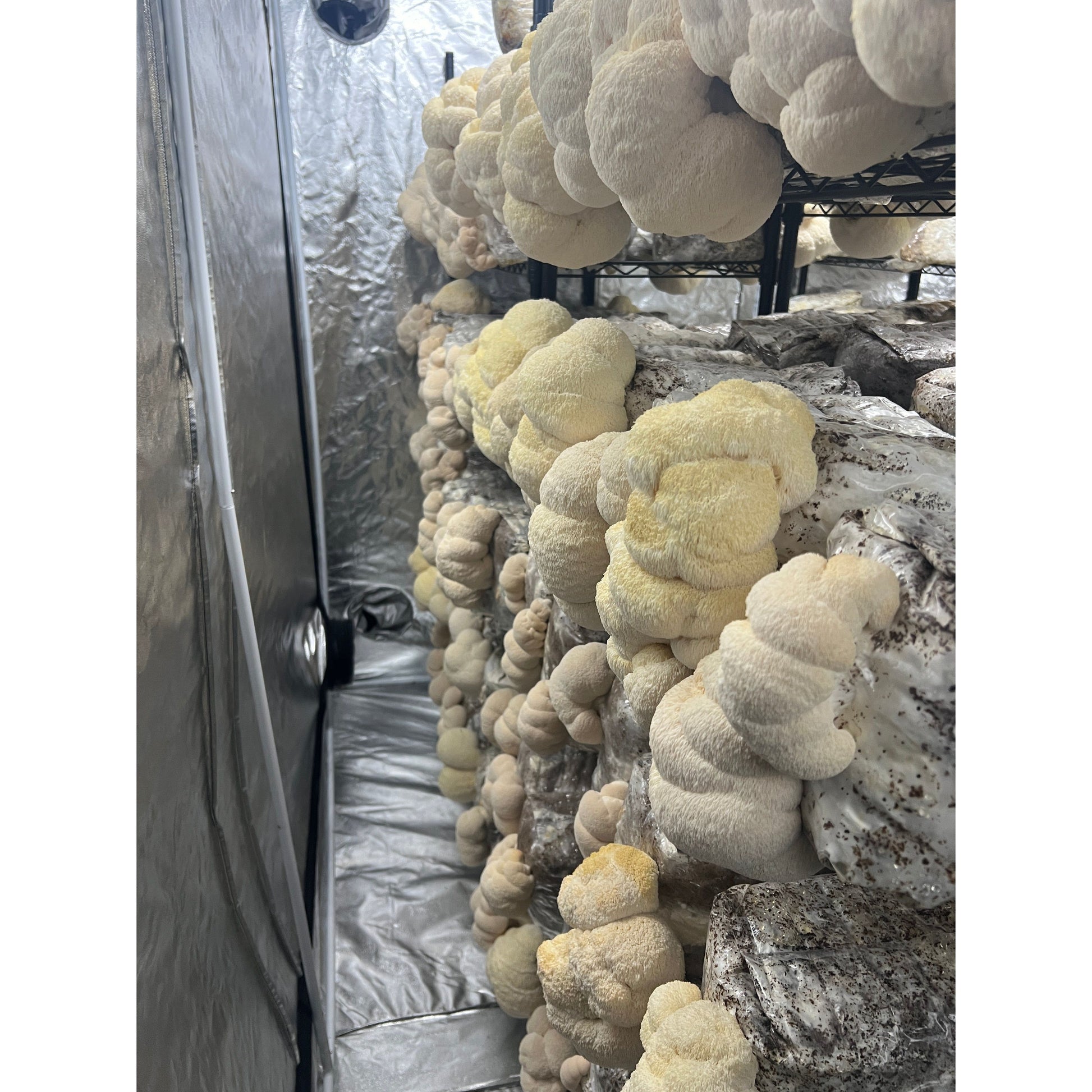 Premium Organic Lion's Mane Mushroom dried