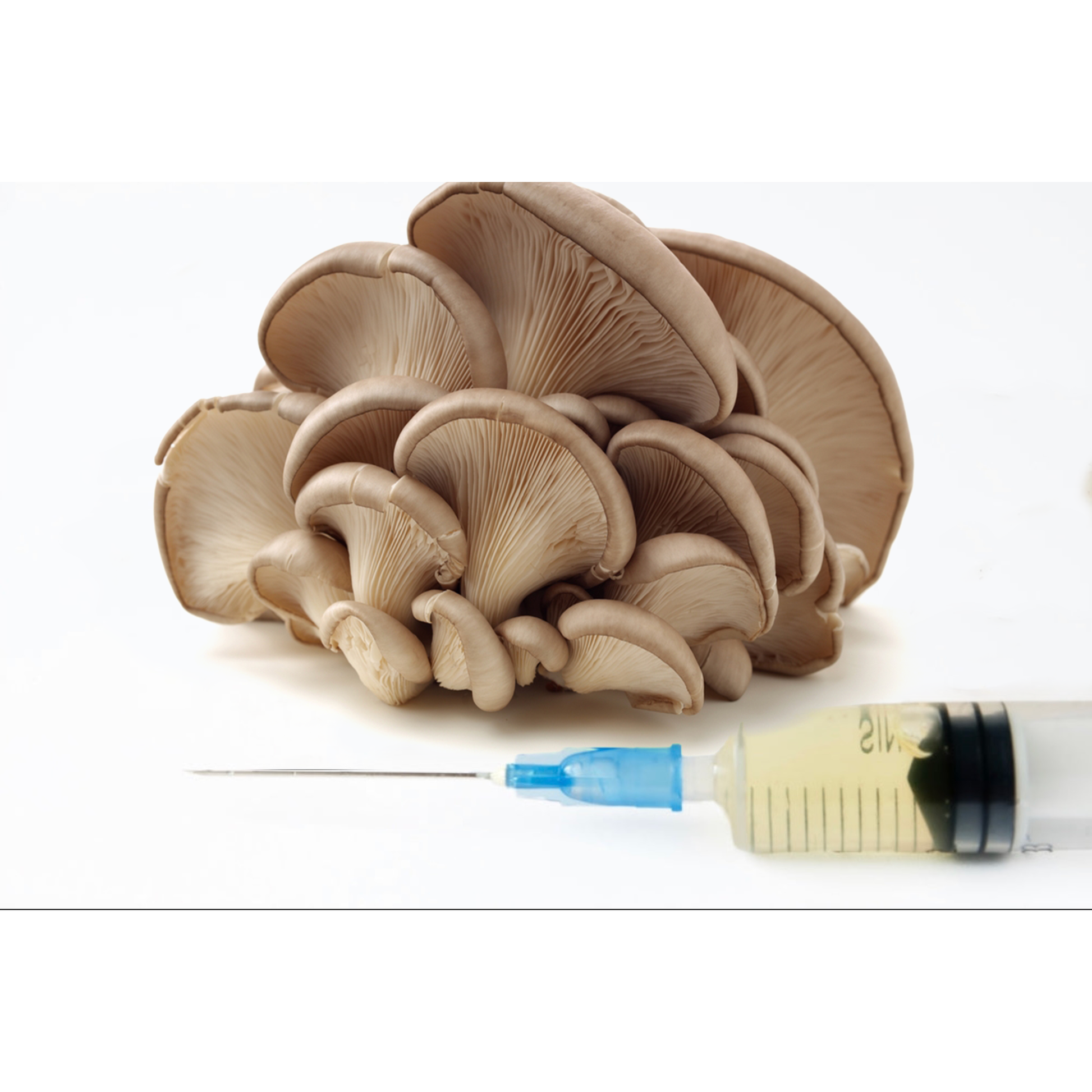 oyster mushroom LC