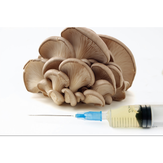 oyster mushroom LC