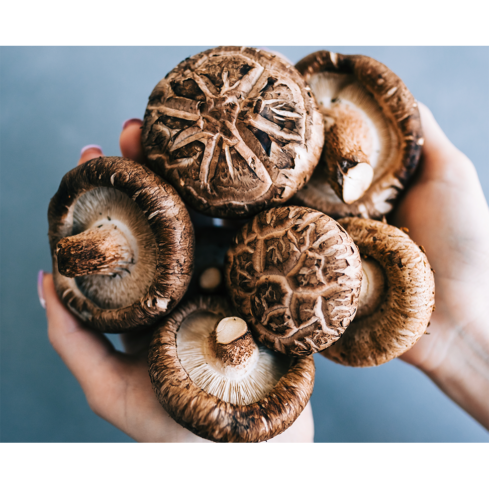 shiitake