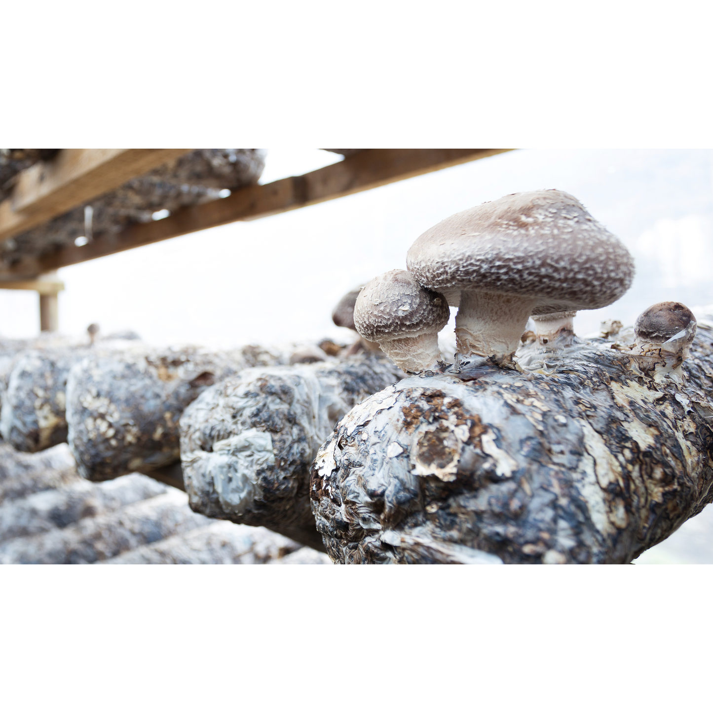 Grown Shiitake Mushrooms