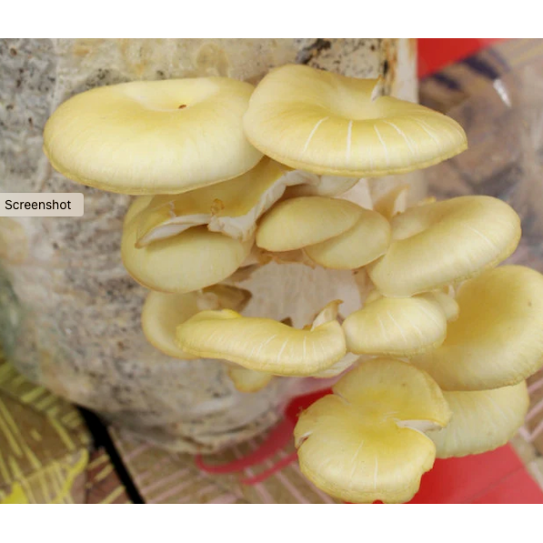 Golden Oyster mushrooms