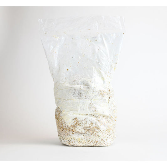 Blue Oyster Mushrooms spawn bag