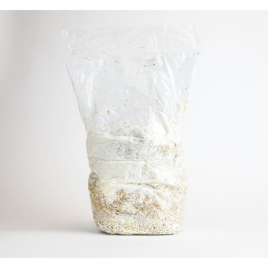 Inoculated Grain Spawn (Chestnut Mushrooms)