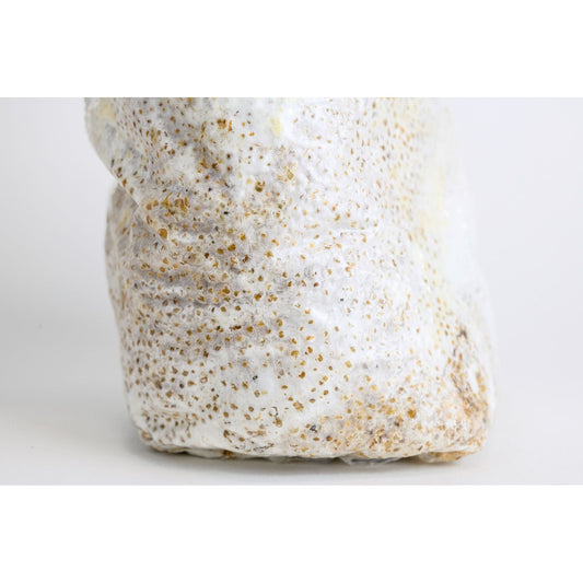 Inoculated Grain Spawn (Lion's Mane)