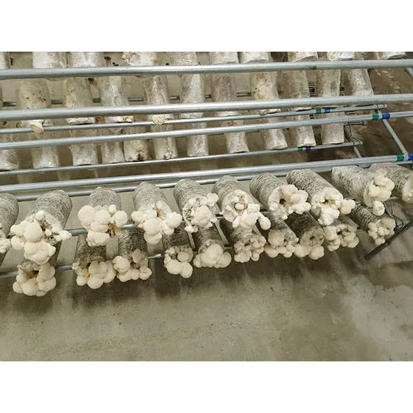 Wildspore lions mane grow kit
