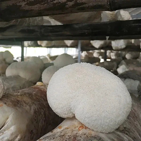 Lion's Mane Grow kit