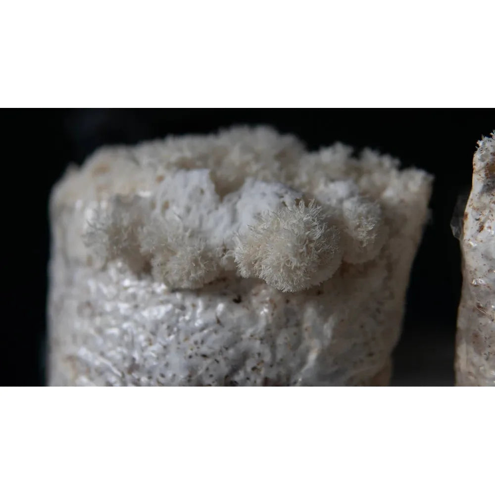Lion's Mane Grow kit