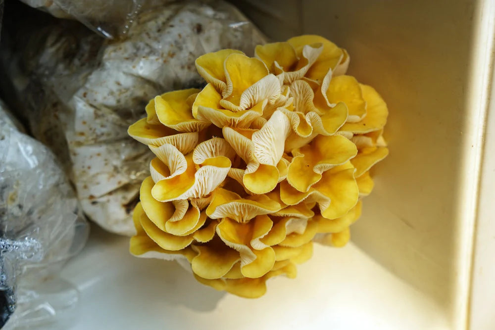 Golden Oyster Mushrooms