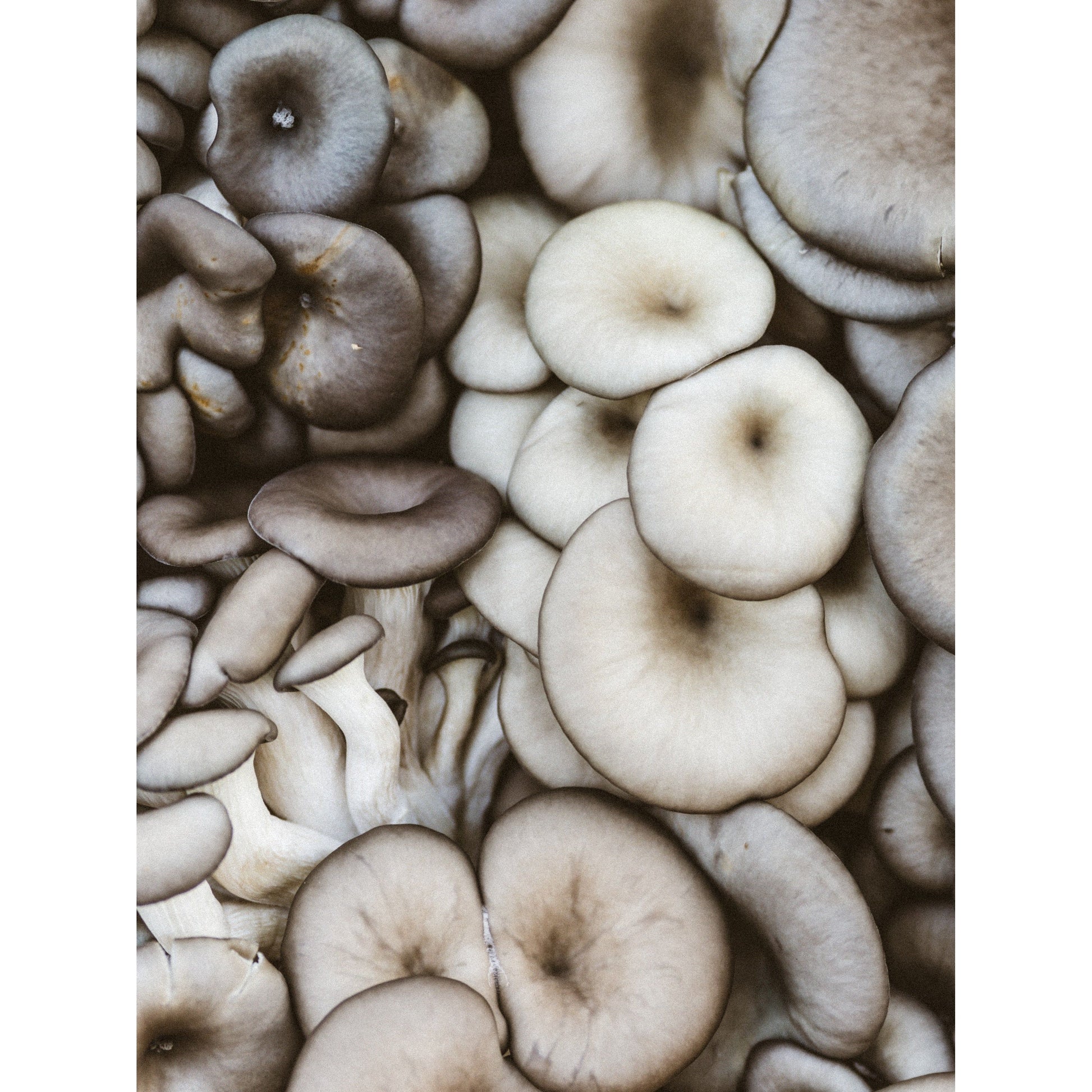 Italian Oyster Mushrooms