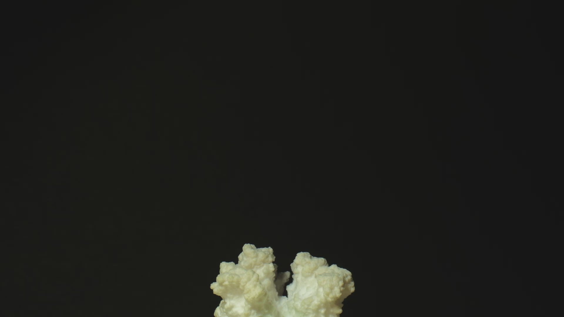 oyster mushrooms growing