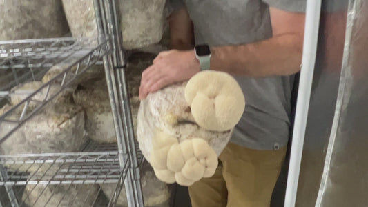 Premium Organic Lion's Mane Mushroom dried in bulk - 100% USA Grown in Tennessee - fruiting bodies only, no mycelium