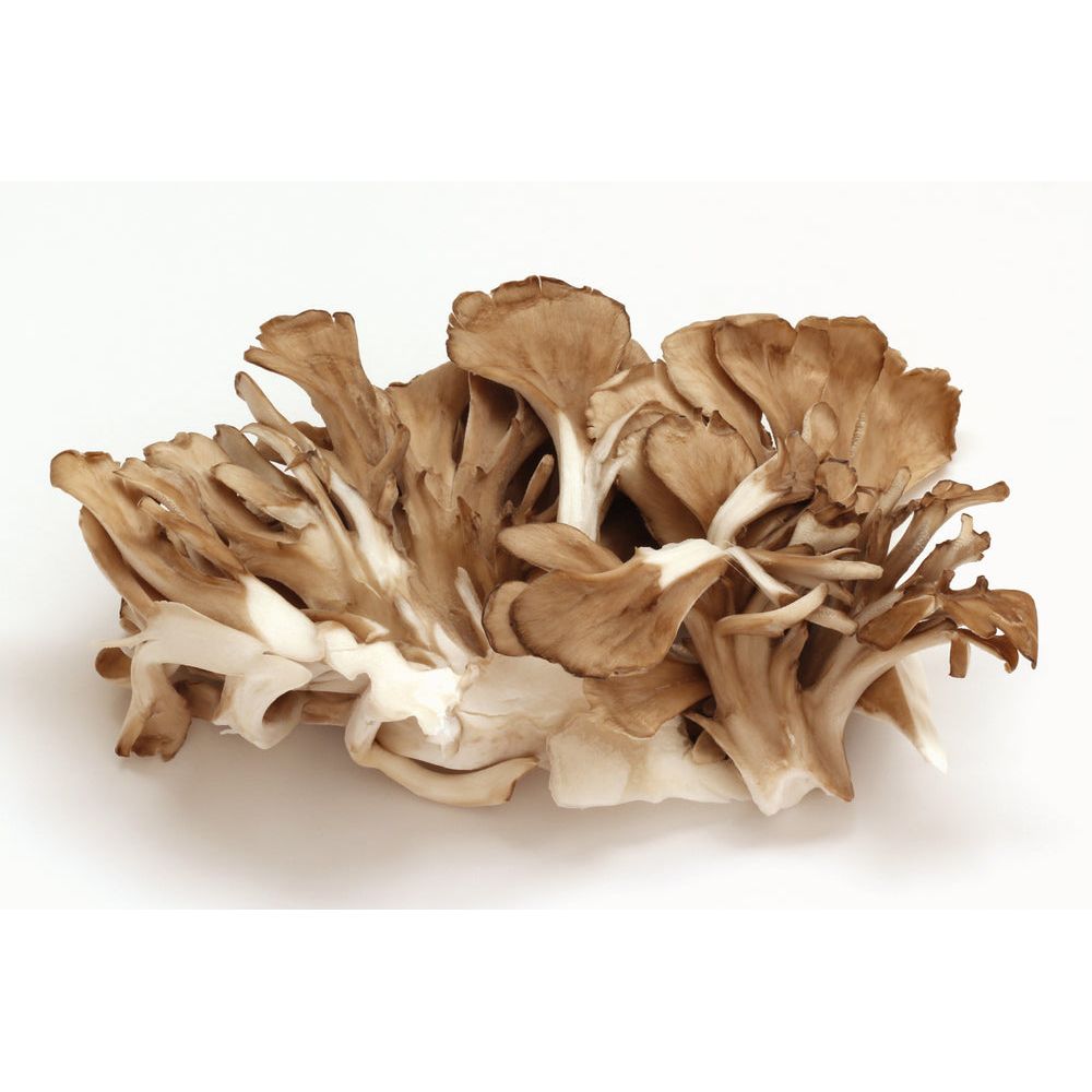 Organic Maitake Mushroom