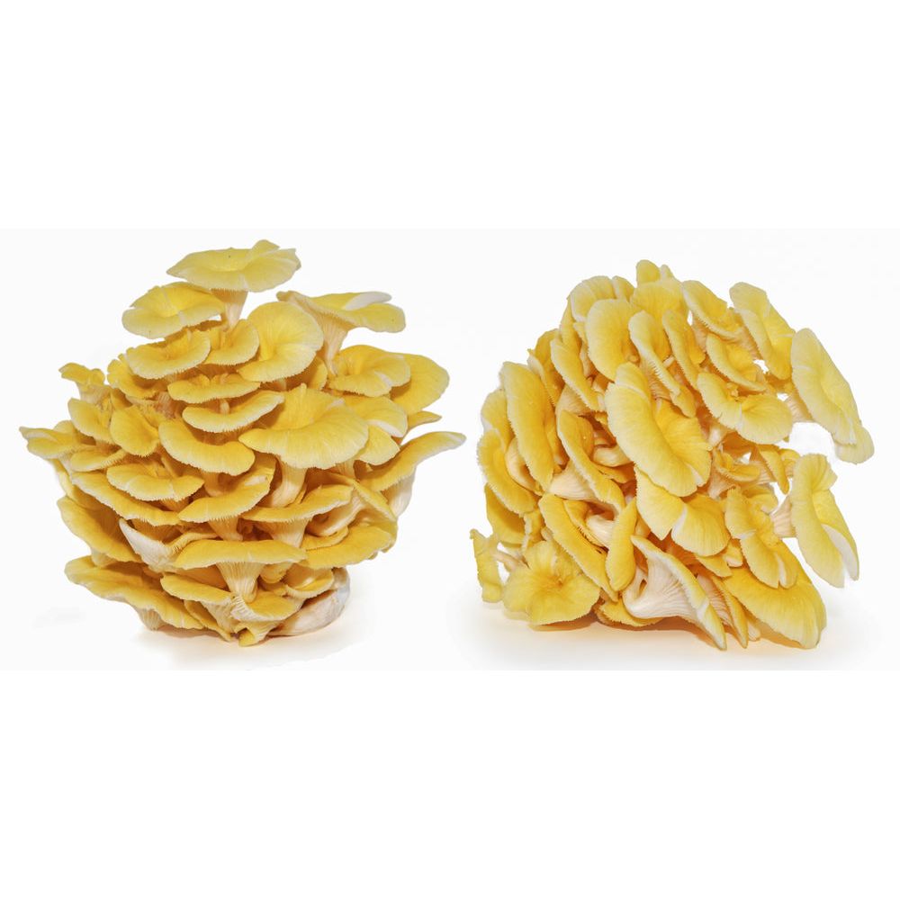 Golden Oyster mushrooms