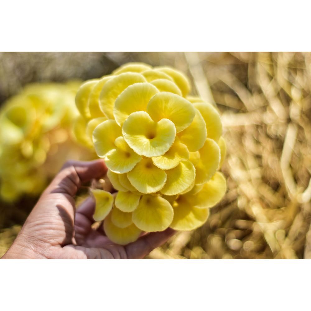 Golden Oyster mushrooms
