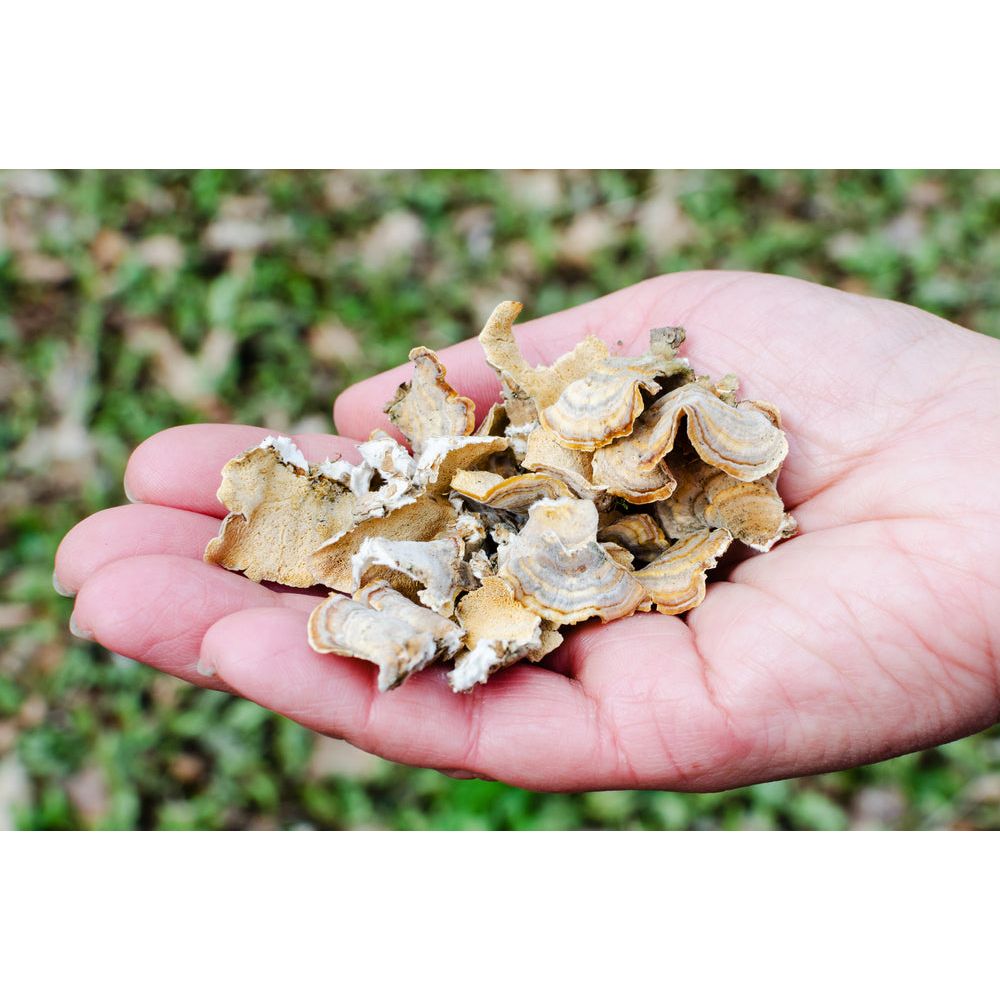 turkey tail in a hand