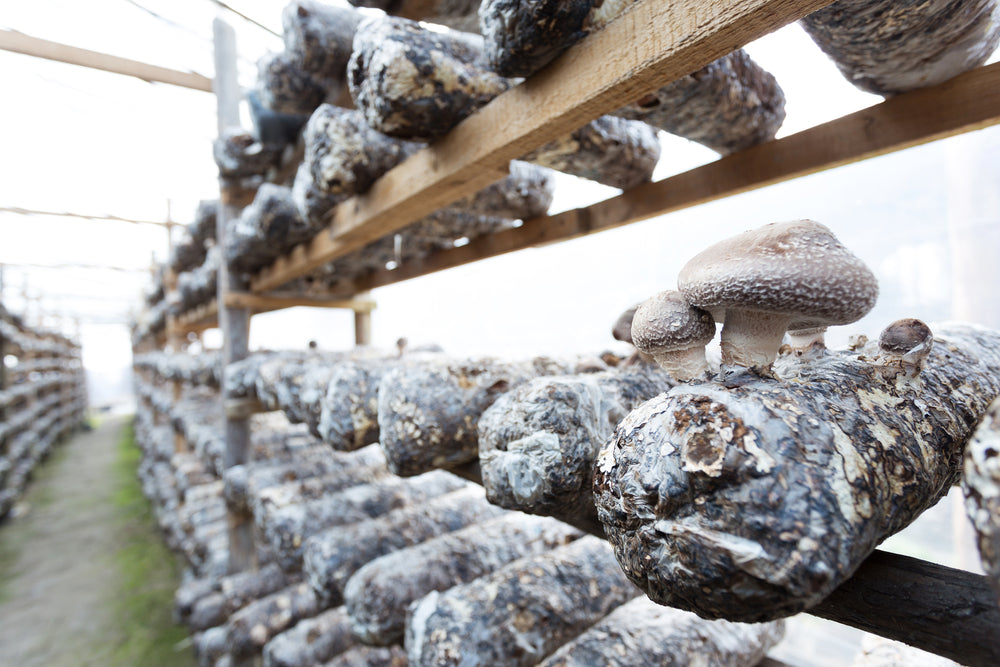 shiitake grow log kit