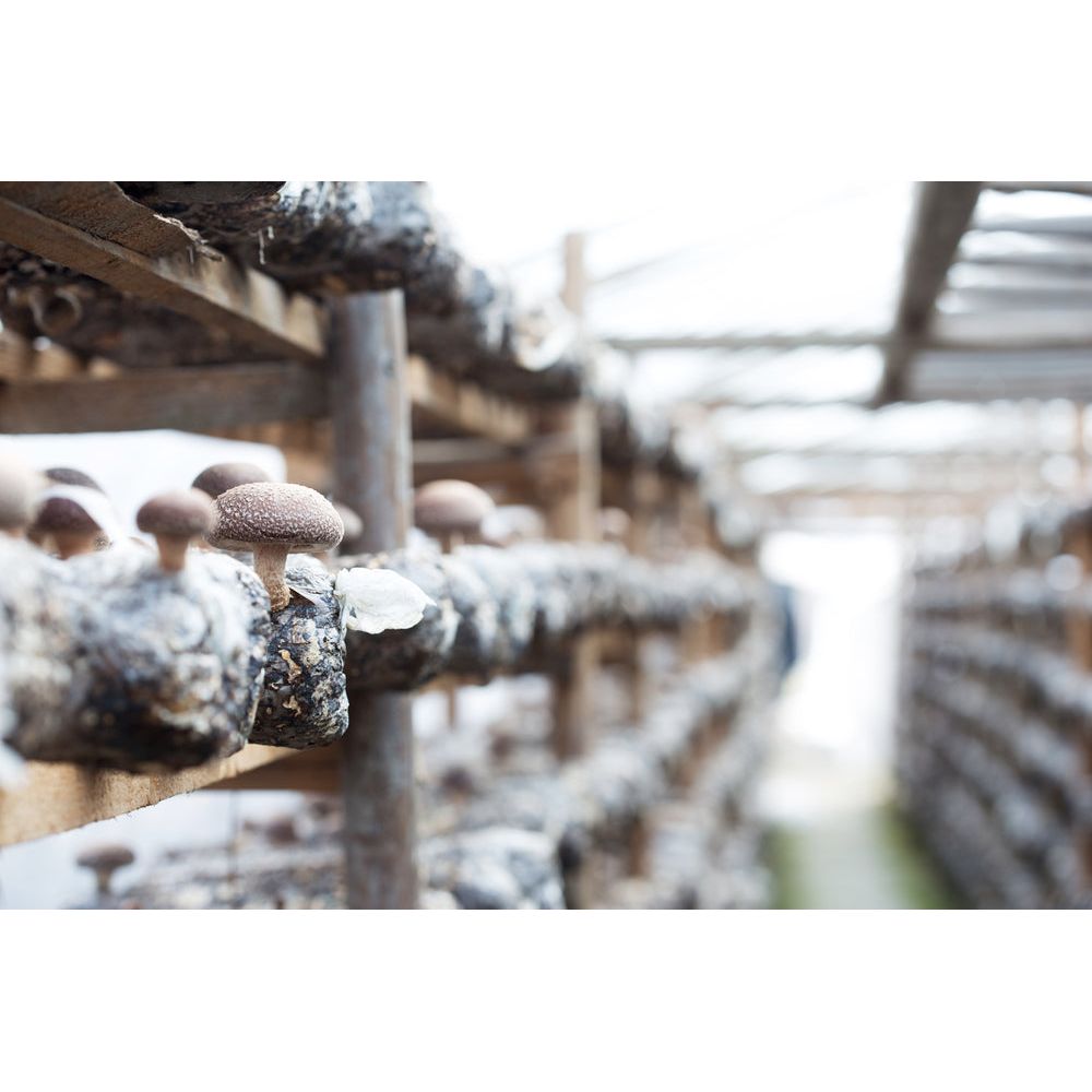 Grown Shiitake Mushrooms