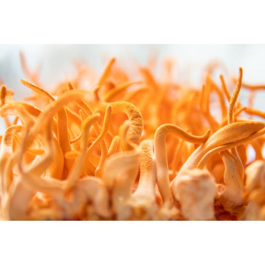 Organic Cordyceps Mushrooms