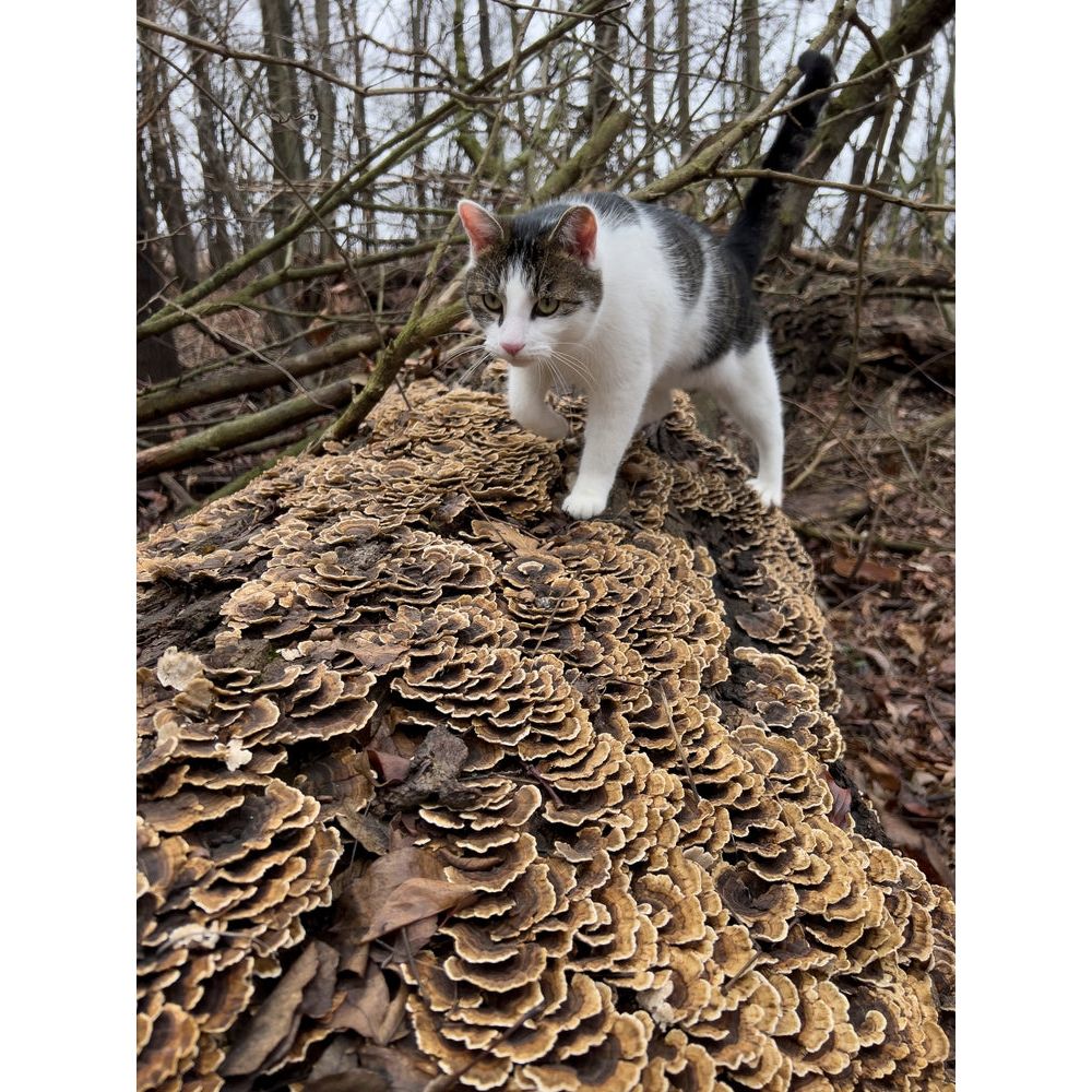 cat on turkey tail