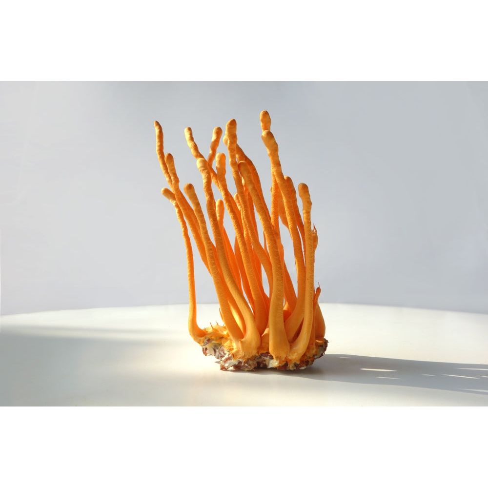 Organic Cordyceps Mushroom