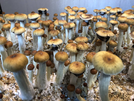 Polypropylene vs Polyethylene Safety Guide for Mushroom Growers