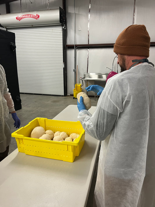 Identifying and Managing Contamination in Mushroom Cultivation